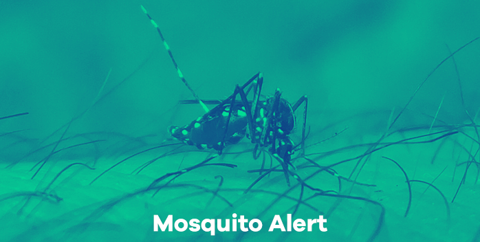 Mosquito Alert shares open data from citizen scientists through GBIF